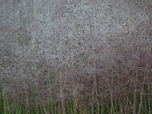 Vivers Càrex - Muhlenbergia capillaris